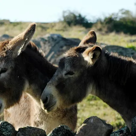 Kır Evi Casa Rural La Zafrilla