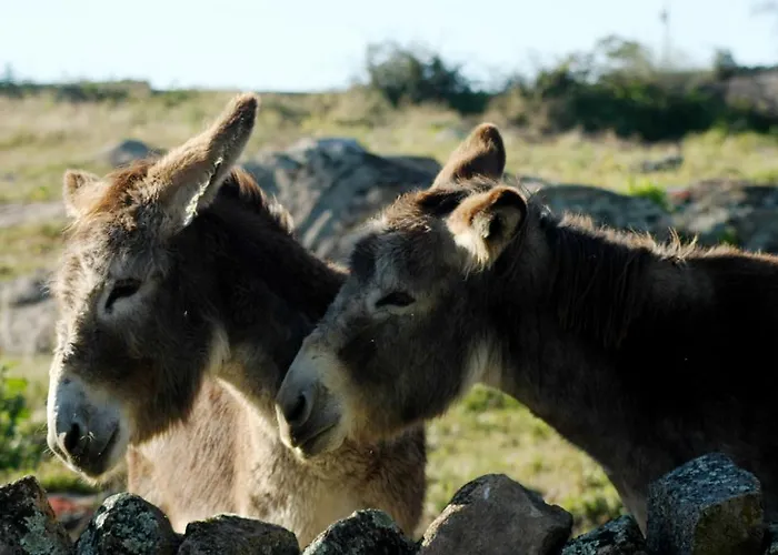Séjour à la campagne Casa Rural La Zafrilla